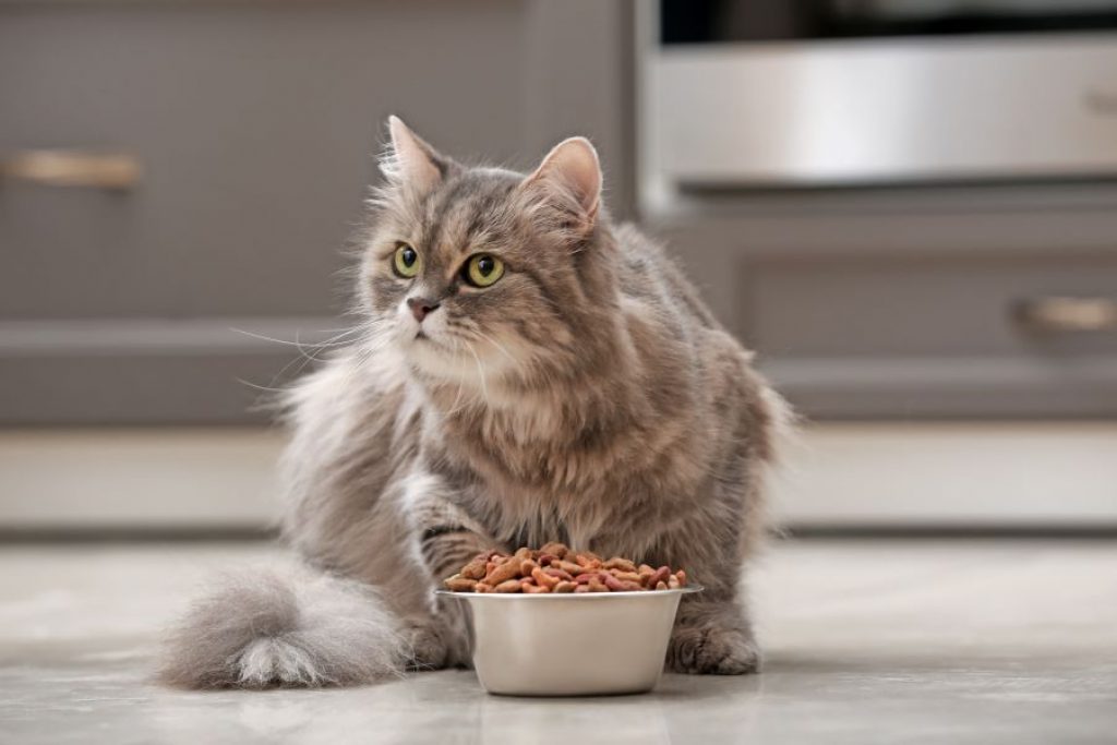 Healthy-Cat-Food