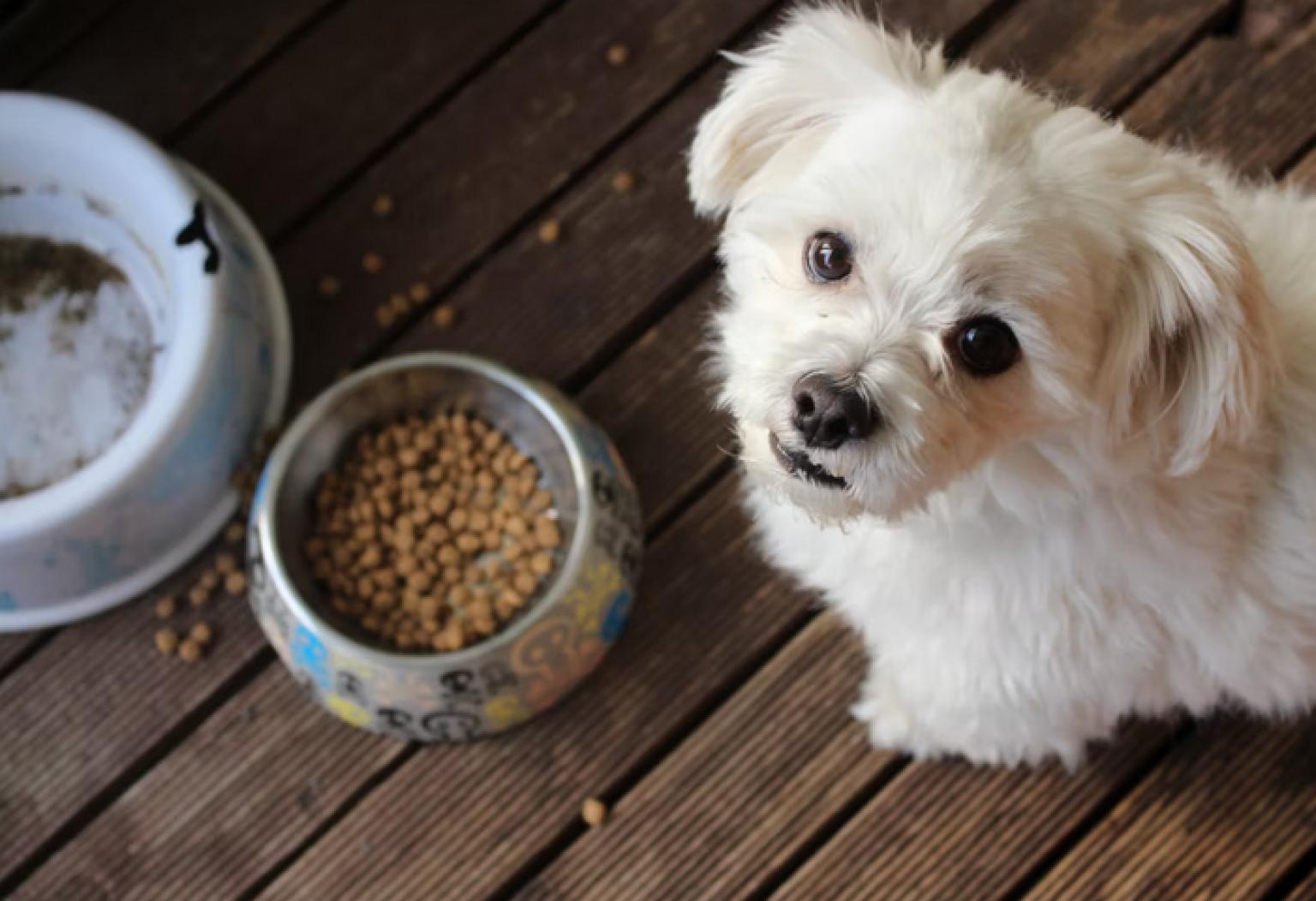 8 Best Dog Food Options In Michigan Bullide