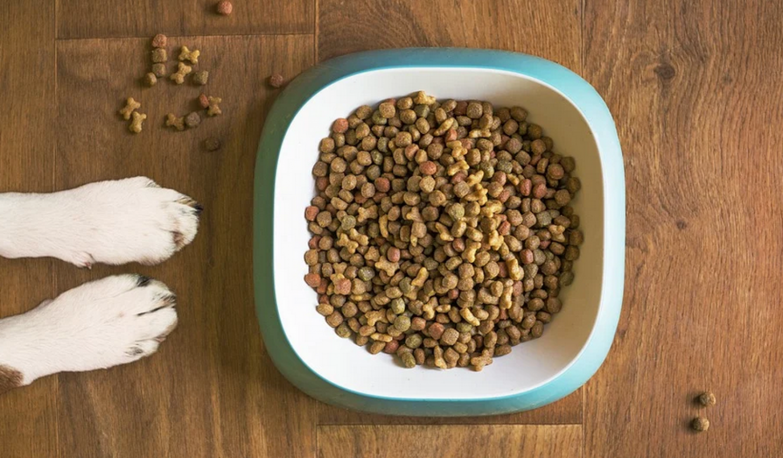 10 Best Dog Food Options In Ohio