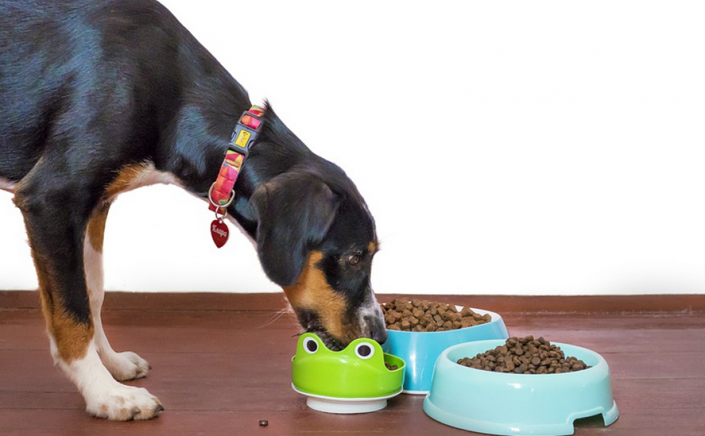 Best Dog Food Options In Pennsylvania
