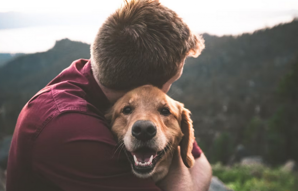 Best Pet Insurance Options In California