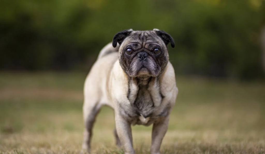 Best Pet Insurance Options In Florida