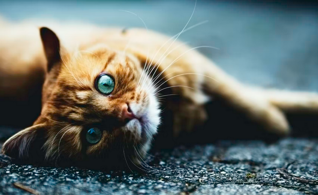 Best Pet Insurance Options In Georgia