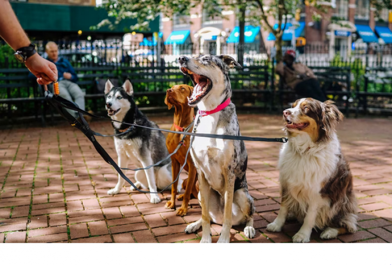 7 Best Pet Insurance Options In New York