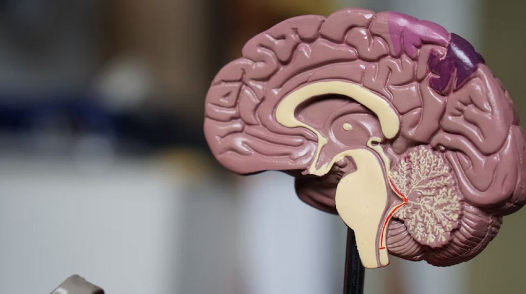 Best Dementia Treatments In Florida