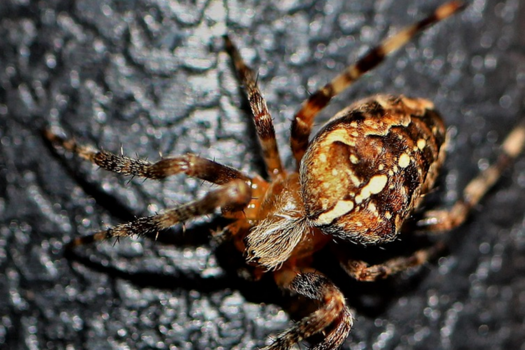 Best Pest Control Services in North Carolina