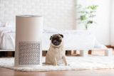 How Using Air Purifiers Keep Allergies Away