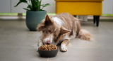 6 Best Dog Food Options In Georgia