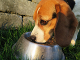 11 Best Dog Food Options In Illinois