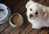8 Best Dog Food Options In Michigan
