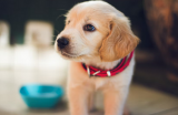 8 Best Pet Insurance Options In Michigan