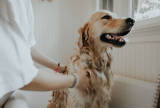 8 Best Pet Insurance Options In Ohio