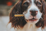 6 Best Dog Food Options In New York