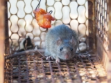 How to Get Rid of Mice and Rodents
