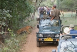 Safari Packages