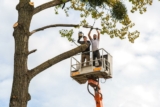 Tree Felling Services