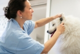 How To Find Vet Assistant Jobs For Senior Citizens