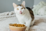 Nightmare Ingredients in Cat Food: What You Should Avoid