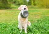 Best Healthy Dog Food Options